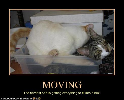 funny-pictures-cats-do-not-fit-in-box.jpg