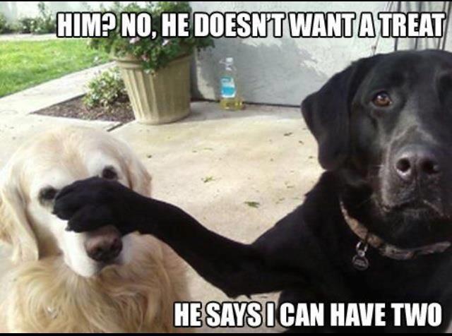 Friday Funny! ;-)  Even dogs...