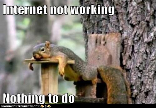 Squirrel - no internet